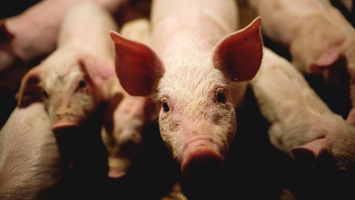 <div class="paragraphs"><p><strong>African Swine Fever Outbreak: </strong>अफ्रीकी स्वाइन फीवर क्या है?</p></div>