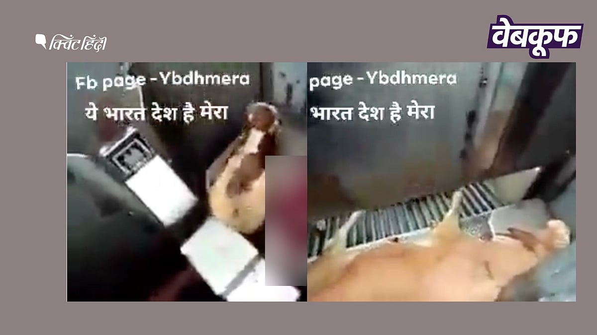 <div class="paragraphs"><p>गोहत्या का ये वीडियो यूपी का नहीं</p></div>