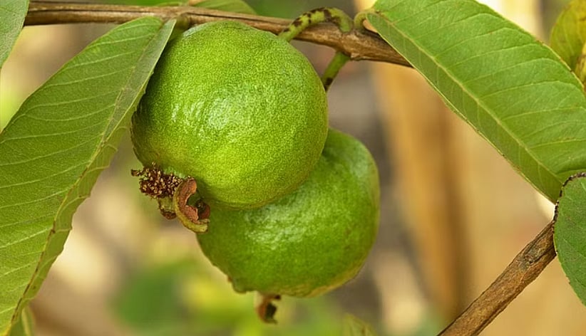 <div class="paragraphs"><p><strong>Guava Leaves Health Benefits</strong></p></div>