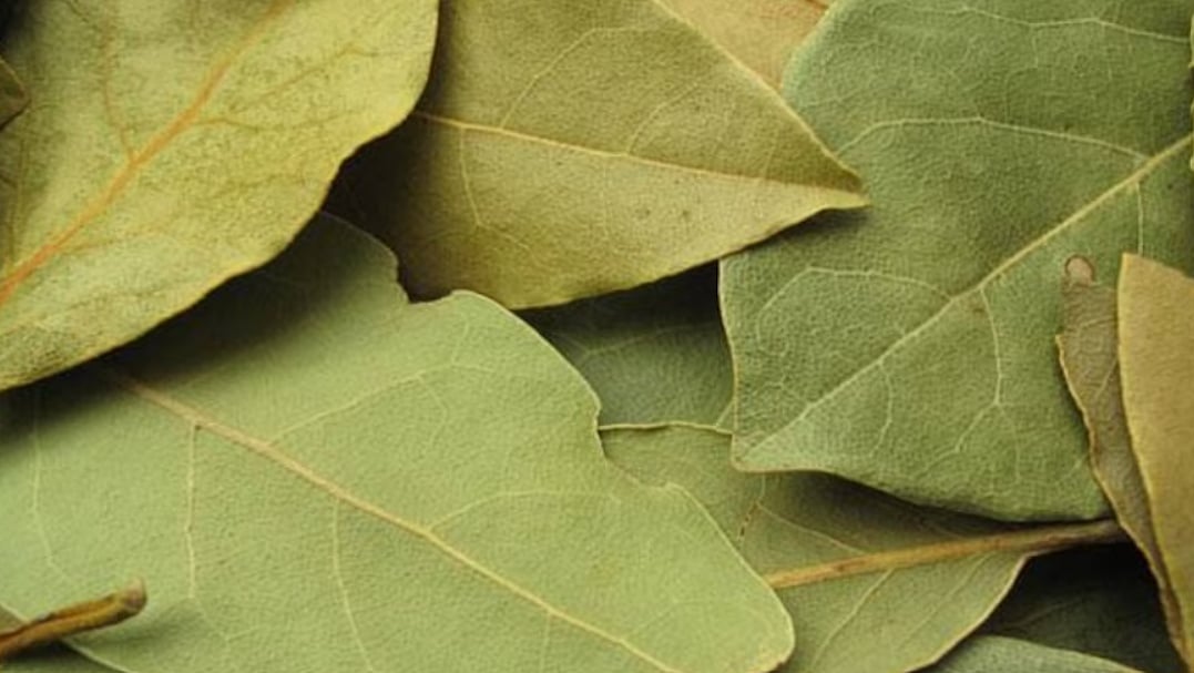 <div class="paragraphs"><p>Bay leaf Water Benefits</p></div>