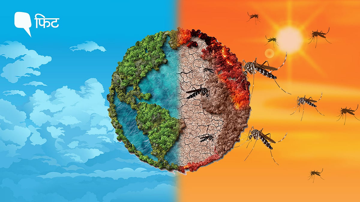 <div class="paragraphs"><p>World Malaria Day 2024: <strong>क्लाइमेट चेंज की वजह से मलेरिया रोग न बढ़े, इसके लिए क्या उपाय करने चाहिए?</strong></p></div>