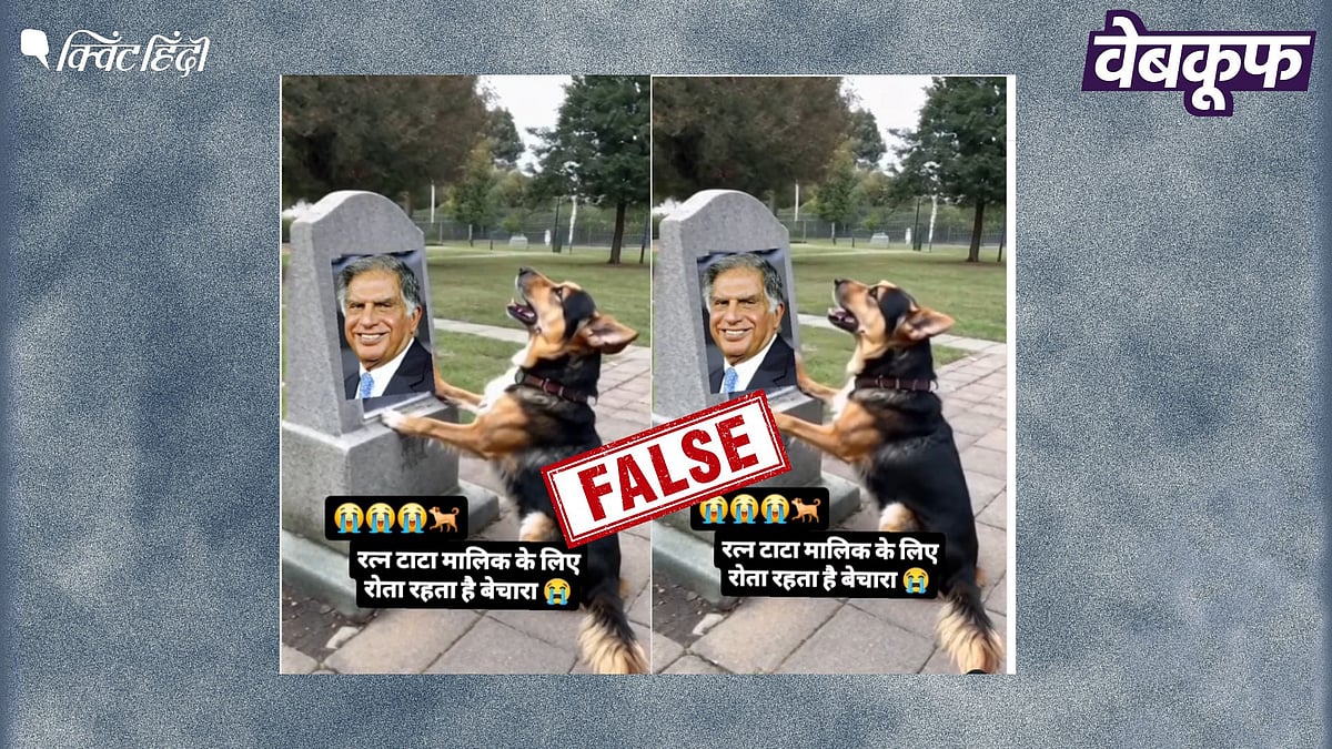 <div class="paragraphs"><p>रतन टाटा के कुत्ते की बताकर भ्रामक दावों के साथ वायरल है यह पुरानी वीडियो</p></div>