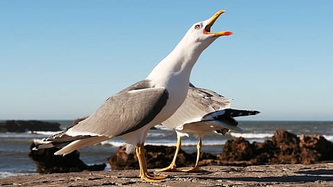 Måsar, genrebild