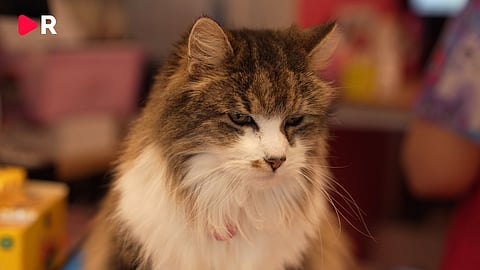 Katt från Norrtäljes kattcenter. 