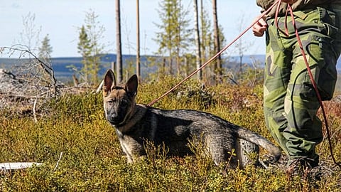 Genrebild. Foto: Försvarsmakten
