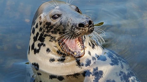 Knubbsäl.