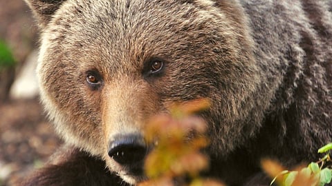 Piatkový útok medvedice na muža v Malej Fatre prešetruje ŠOP s políciou.