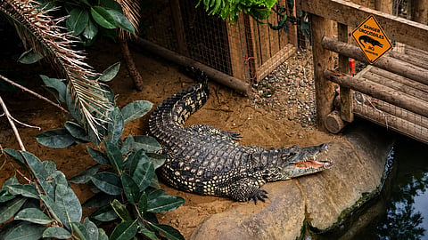 Vedenie zoologickej záhrady vyjadrilo podporu rodine zraneného chlapca a oznámilo, že výbeh s krokodílmi zostane dočasne uzavretý.