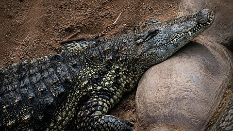 Hrôza v zoo. Muž mal hodiť 3-ročného chlapca ku krokodílom.