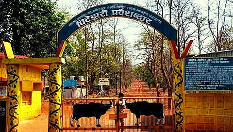 नवेगांव-नागझिरा व्याघ्र प्रकल्पात आज पासून जंगल सफारी सुरु