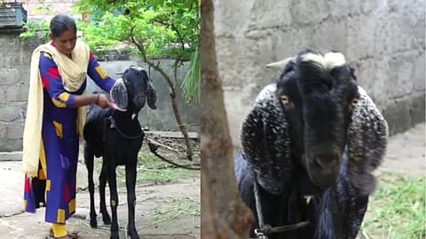 सांगलीच्या सुलतानला लाखो रुपयांची मागणी...