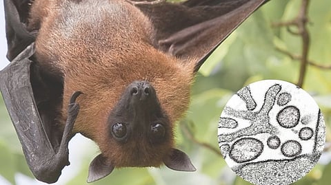 Nipah Virus: निपाहच्या संसर्गाने 65 ते 100 टक्के मृत्यूचा धोका अधिक  