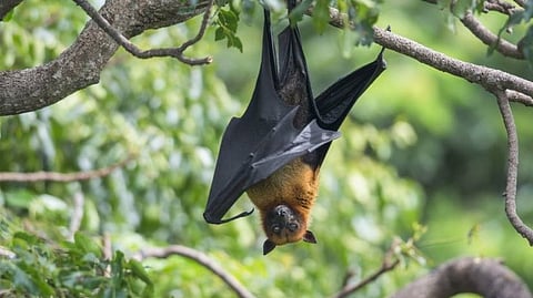 Nipah virus : महाबळेश्वरच्या गुहेत आढळला निपाह विषाणू 