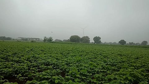 उस्मानाबाद जिल्ह्यात संततधार; खरीप पिकांना जीवनदान