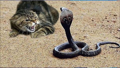 Cobra