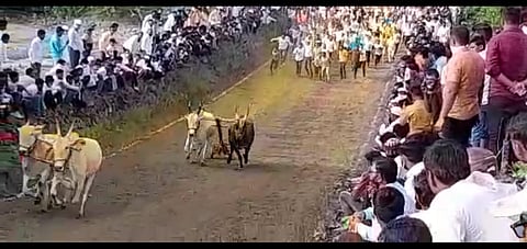 बैलगाडा शर्यत 
