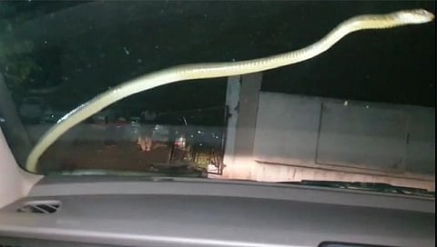 snake