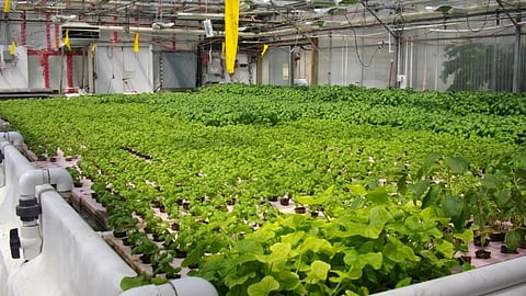 Aquaponic Farming ठरू शकते भारतासाठी उज्ज्वल भविष्य