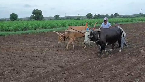Farmer