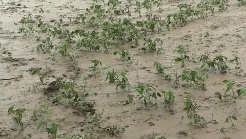 मुसळधार पावसाचा 34 हजार हेक्टरवरील पिकांना फटका