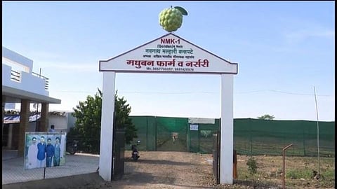 बार्शीत  सीताफळाच्या 42 जाती एकाच छताखाली  