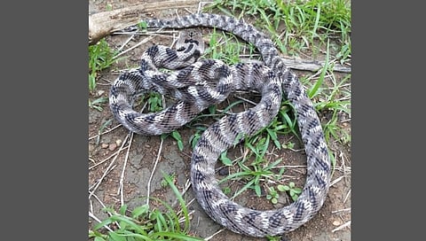 भंडाऱ्यामध्ये 17 वर्षानंतर आढळला दुर्मिळ फॉस्टेन कॅट स्नेक (Forsten's cat snake) 