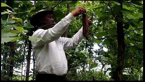 शिक्षकाने केला मधमाशी पालनाचा प्रयोग