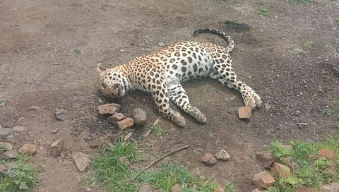 Leopard