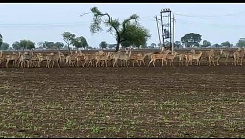 कोवळ्या पिकांवर वन्यप्राण्यांचा उपद्रव वाढला