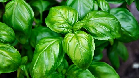 Health Tips : रिकाम्या पोटी तुळशीचे पाणी पिण्याचे आहेत आश्चर्यकारक फायदे  