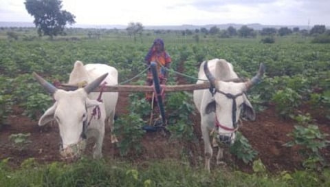 Women Farming
