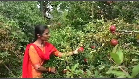 Sendriy Farming 