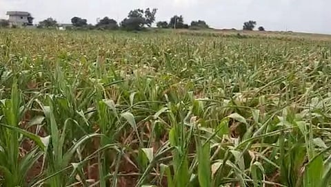 पावसाअभावी १५ लाख हेक्टरवरील पिके संकटात