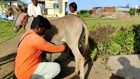 गाढव पाळणारा शहाणा माणूस; दुधाला दहा हजार रुपयांचा भाव !
