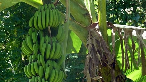 Banana