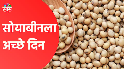  सोयाबीनला अच्छे दिन, शेतकऱ्यांसाठी दिलासादायक बातमी