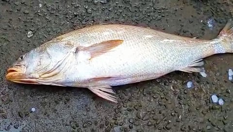 मच्छीमारांच्या गळाला लागला '2 लाखचा मासा'; मुंबई बाजारात '5 लाख' किंमत