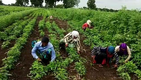 Crop 1rs Insurance