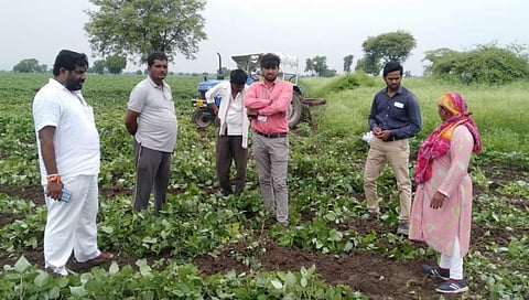 वातावरणातील बदलामुळे शेतकऱ्याने उडीद पिकावर फिरवला ट्रॅक्टर