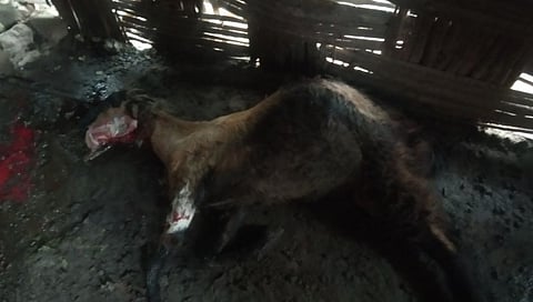 उमराणी गावात रात्री वन्यप्राण्यांकडून पाच बकऱ्या केल्‍या ठार