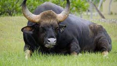 Bison