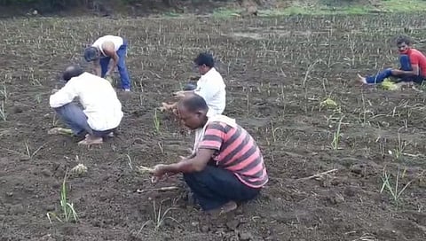 शाळेचे शिपाई कांदा लागवडीसाठी संस्थाचालकाच्या शेतात