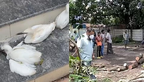 इलेक्ट्रिक कटरने झाड तोडताना बगळ्याच्या १५ पिल्लांचा मृत्यू, पक्षीप्रेमी संतापले