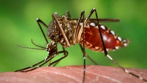 dengue, amravati