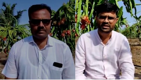 शेतकऱ्यांना दुष्काळात दिलासा देणारं एक फळपिक 