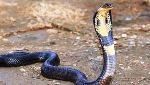 Nagpanchami