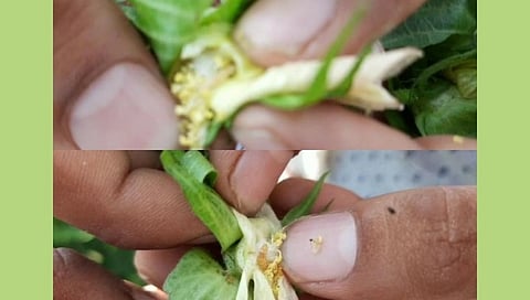 शेतकऱ्यांसमोर पुन्हा अळीचे संकट !