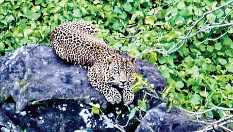 leopard near lata mangeshkar bunglaow
