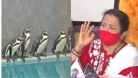 Penguin Tender|पेंग्विन टेंडर मागे घेतलं जाणार नाही; महापौर किशोरी पेडणेकरांची स्पष्टोक्ती!