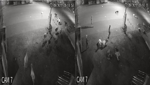 Video: रस्त्यावरील गायींची इनोव्हा गाडीतून तस्करी; घटना CCTV मध्ये कैद